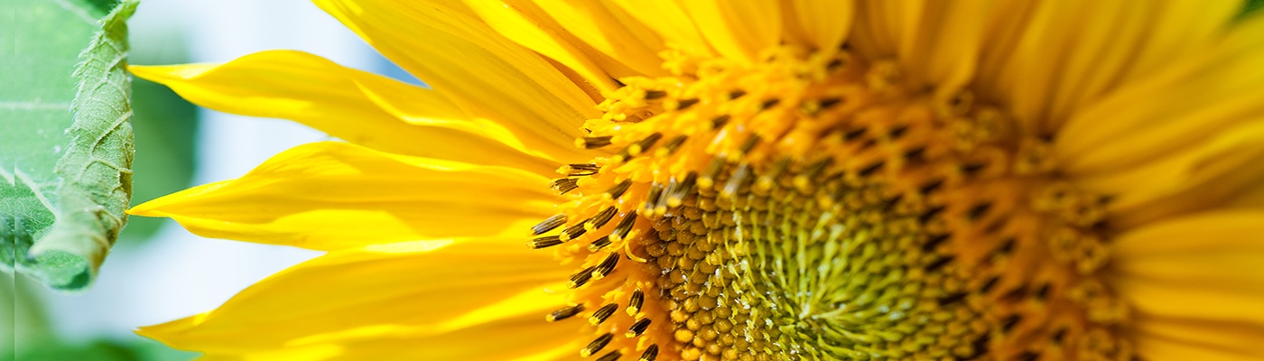 sunflower closeup FOL 1400x400 1