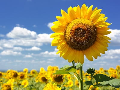 Part 1: ‘Pruning & Nourishing’ Relationships