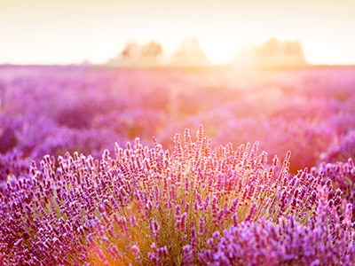 lavendar sunrise 400x300 1